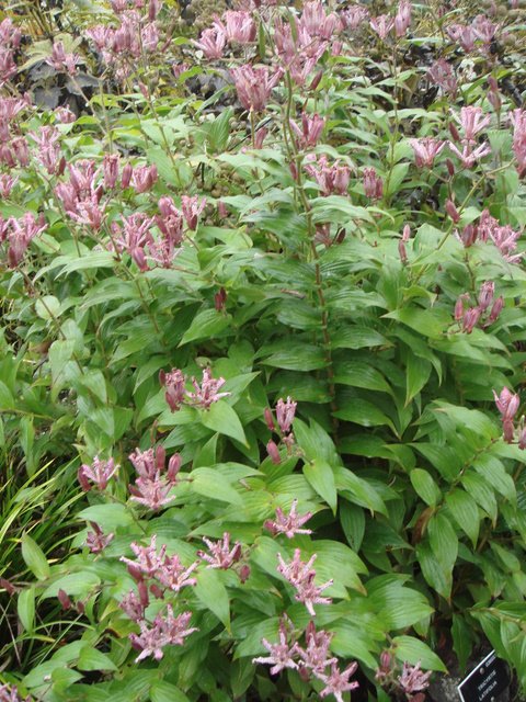 Tricyrtis latifolia